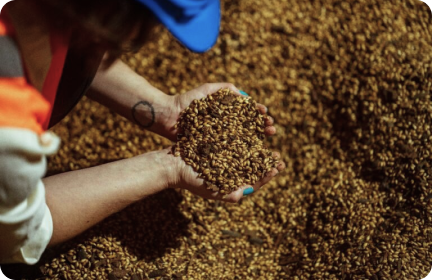 Gingerbread Cookie note to brewers